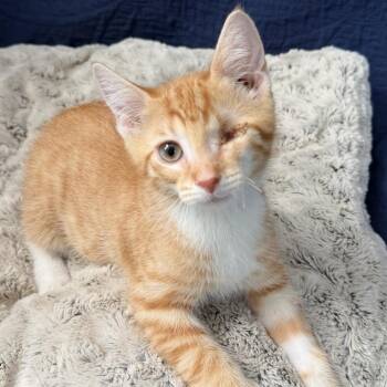 Mad-Eye Moody -  Domestic Short Hair Cat for Adoption in Huntsville, Alabama - Mad-Eye Moody | PetCurious
