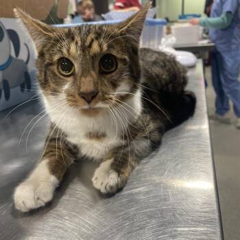 Domestic Short Hair Cats Available for Adoption - Tuna | PetCurious