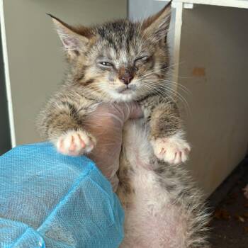 Cody -  Domestic Short Hair Cat for Adoption in Newark, New Jersey - Cody | PetCurious