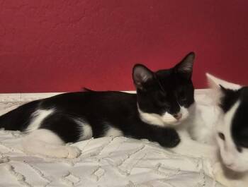 Rory Gaelic -  Domestic Short Hair and Tuxedo Cat for Adoption in Chandler, Arizona - Rory Gaelic | PetCurious