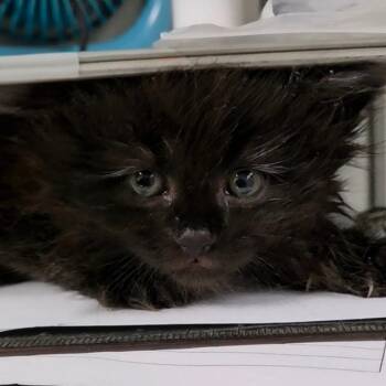 Spellbinder -  Domestic Long Hair Cat for Adoption in Fredericksburg, Virginia - Spellbinder | PetCurious