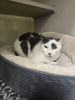 Rescue Domestic Short Hair Cats for Adoption in Huntington Beach, California - Lavender Lemon | PetCurious