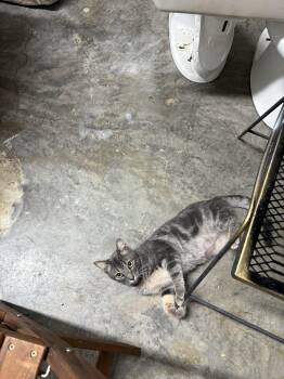 Rescue Domestic Short Hair Cats for Adoption in Charleston, South Carolina - Marble | PetCurious