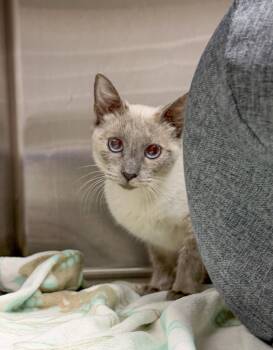 Siamese Cats Available for Adoption in Sanford, North Carolina - Sashimi | PetCurious