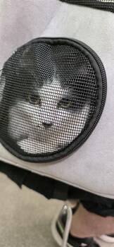 RAINBOW -  Domestic Medium Hair Cat for Adoption in Louisville, Kentucky - RAINBOW | PetCurious