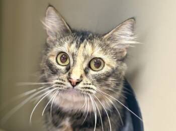 Rescue Domestic Medium Hair and Domestic Short Hair Cats for Adoption in Virginia Beach, Virginia - Reese | PetCurious