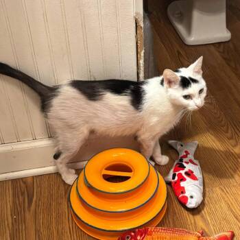 Domestic Short Hair Cats Available for Adoption in Dekalb, Illinois - Pixie Stick | PetCurious