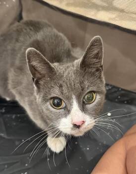 Stella -  Domestic Short Hair and Tuxedo Cat for Adoption in New York, New York - Stella | PetCurious