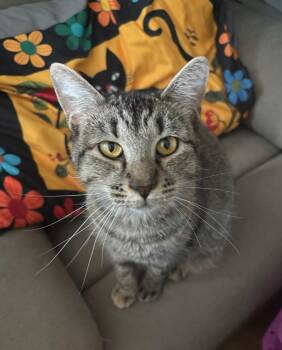Rescue Domestic Short Hair Cats for Adoption in Honeoye, New York - Keeley | PetCurious