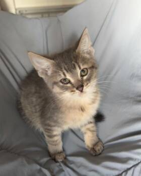 Tailong -  Domestic Short Hair Cat for Adoption in Lancaster, California - Tailong | PetCurious