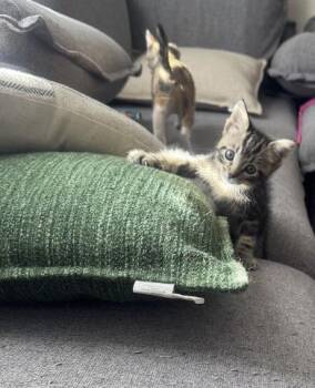 Jude -  Domestic Short Hair Cat for Adoption in Elk Grove, California - Jude | PetCurious