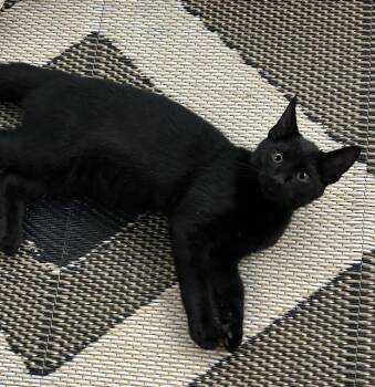 Ace -  Domestic Short Hair Cat for Adoption in Wadsworth, Ohio - Ace | PetCurious
