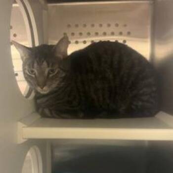 Jack -  Domestic Short Hair and Mixed Breed Cat for Adoption in Ashtabula, Ohio - Jack | PetCurious