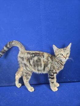 Rescue Domestic Short Hair Cats for Adoption in Ruston, Louisiana - Coral | PetCurious