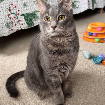 Jester -  Tabby Cat for Adoption in Leesburg, Virginia - Jester | PetCurious