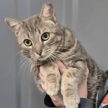 Domestic Short Hair Cats Available for Adoption - Monet ~~ VISIT ME AT CRABAPPLE KNOLL | PetCurious