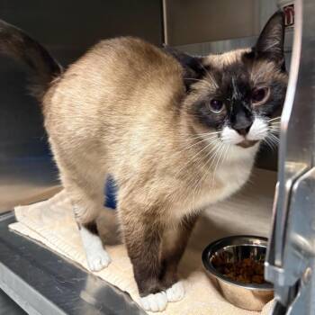 Siamese and Snowshoe Cats Available for Adoption in Springfield, Illinois - Jem | PetCurious