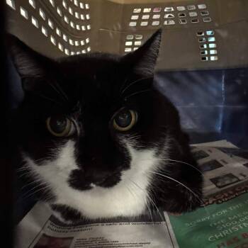 Domestic Short Hair Cats Available for Adoption - Lil Bitty | PetCurious