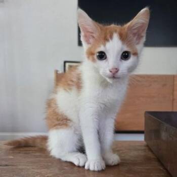 Fish -  Domestic Short Hair Cat for Adoption in Chattanooga, Tennessee - Fish | PetCurious