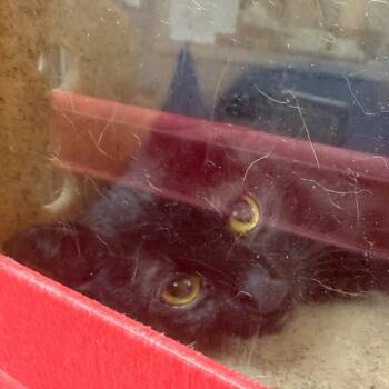 Andy -  Domestic Short Hair Cat for Adoption in Philadelphia, Pennsylvania - Andy | PetCurious