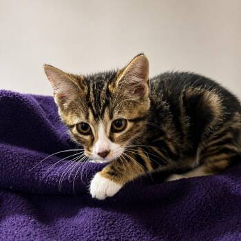 Owyn -  Domestic Short Hair Cat for Adoption in Madison, Wisconsin - Owyn | PetCurious