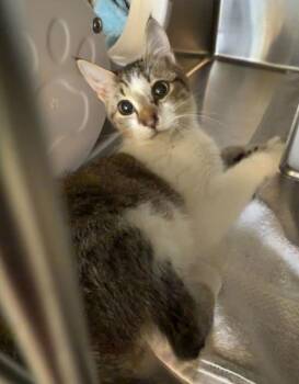 Domestic Short Hair Cats Available for Adoption - Menace | PetCurious