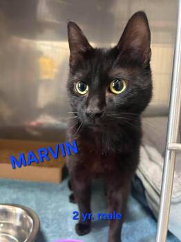 MARVIN -  Domestic Short Hair Cat for Adoption in Holbrook, New York - MARVIN | PetCurious