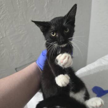 Tip -  Domestic Short Hair Cat for Adoption in Leander, Texas - Tip | PetCurious
