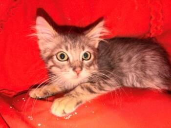 CRABBY -  Domestic Medium Hair Cat for Adoption in Leesburg, Virginia - CRABBY | PetCurious