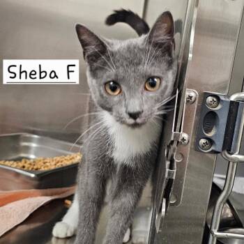 Sheba -  Domestic Short Hair Cat for Adoption in Rocky Mount, Virginia - Sheba | PetCurious