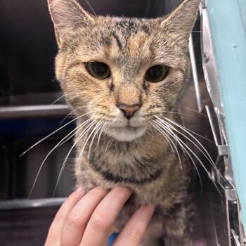 Java -  Domestic Short Hair Cat for Adoption in Marion, North Carolina - Java | PetCurious
