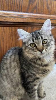 Rescue Domestic Medium Hair Cats for Adoption in Houston, Texas - Willow | PetCurious