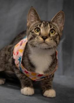 Joule -  Domestic Short Hair Cat for Adoption in Scottsdale, Arizona - Joule | PetCurious