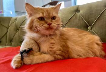 Rescue Persian Cats for Adoption in Snow Hill, Maryland - Cherry | PetCurious
