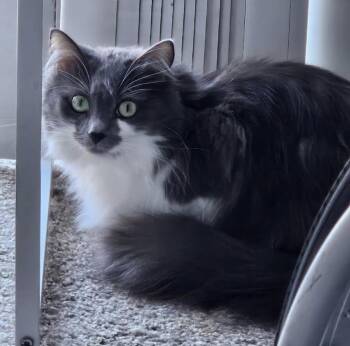Freya -  Domestic Long Hair Cat Available for Adoption in Fullerton, California - Freya | PetCurious