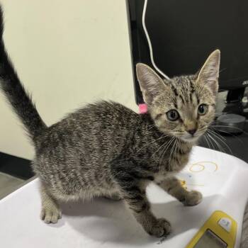 Krystal -  Domestic Short Hair Cat for Adoption in Tampa, Florida - Krystal | PetCurious