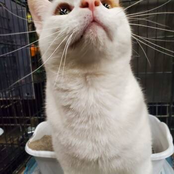 Rescue Domestic Short Hair Cats for Adoption in Union, Missouri - Simon | PetCurious