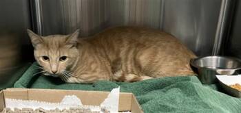 THOMASE -  Domestic Short Hair Cat for Adoption in Long Beach, California - THOMASE | PetCurious