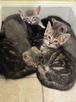 Rescue Domestic Short Hair and Abyssinian Cats for Adoption in Davis, California - Vault | PetCurious