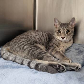 Rescue Domestic Short Hair Cats for Adoption in Middleburg, Florida - Finnegan 27912 | PetCurious