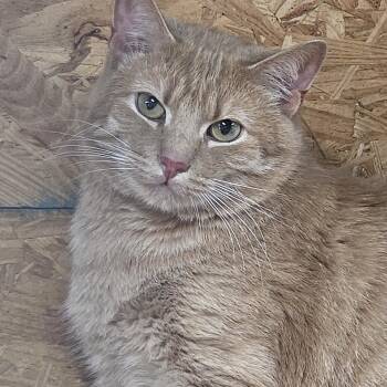 Tabby Cats Available for Adoption in Richmond, Virginia - Tigger | PetCurious