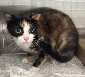 Shannon -  Domestic Short Hair Cat for Adoption - Shannon | PetCurious