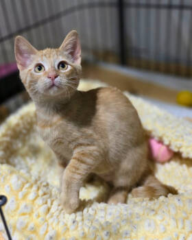 Rescue Domestic Short Hair Cats for Adoption in Novato, California - Haiku | PetCurious