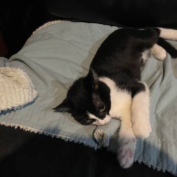 Rescue Domestic Short Hair Cats for Adoption in Bismarck, North Dakota - Pembina | PetCurious