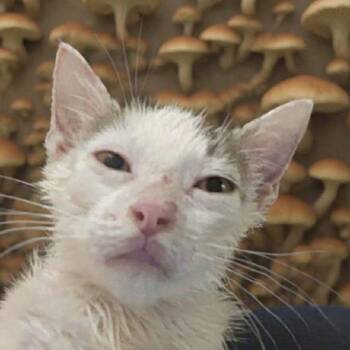 Dewdrop Dapperling -  Domestic Short Hair Cat for Adoption in Tipp City, Ohio - Dewdrop Dapperling | PetCurious