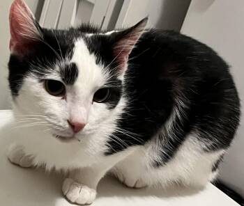 Domestic Short Hair Cats Available for Adoption - Phil (Peg-fostered In TN) | PetCurious