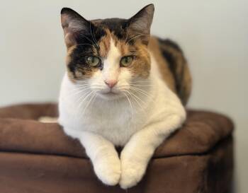 Tabby Cats Available for Adoption - Kiley | PetCurious