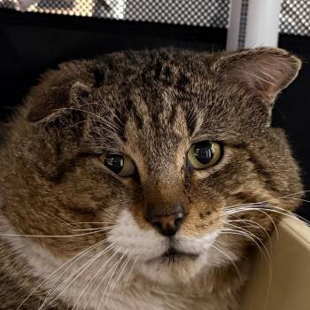 Domestic Short Hair Cats Available for Adoption - Thomas O