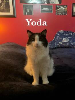 Yoda -  Domestic Medium Hair Cat for Adoption in Calgary, Alberta - Yoda | PetCurious