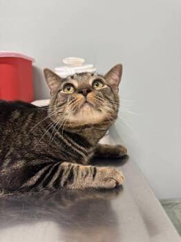 Domestic Short Hair Cats Available for Adoption in Annapolis, Maryland - Felix (with Max) | PetCurious